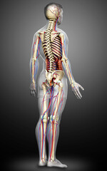 3d rendered medically accurate illustration of male Internal organs, skeleton and circulatory system