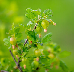 Close up of green gooseberries on a plant