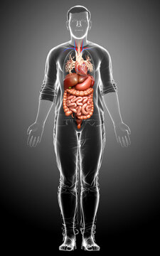 3d rendered medically accurate illustration of male Digestive System  and heart