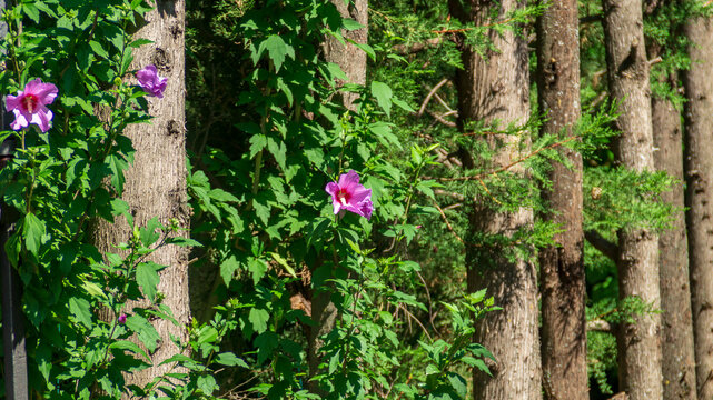 Ibiscus rosa tra i cipressi