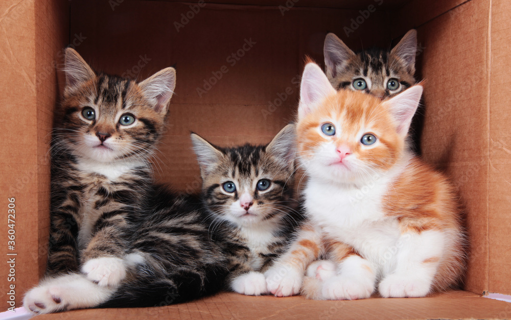 Wall mural tabby kittens in a cardboard box