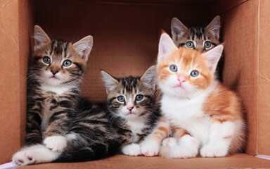 Tabby kittens in a cardboard box
