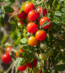 Ripe tomatoes on a plant in nature.