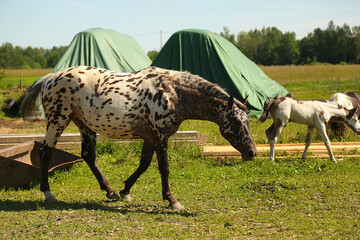 Naklejka na ściany i meble Horse in the paddock. Animal farm
