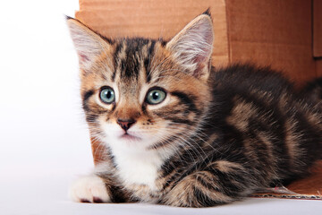 Tabby kittens in a cardboard box