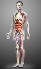 3d rendered medically accurate illustration of male Internal organs, skeleton and circulatory system