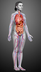 3d rendered medically accurate illustration of female Internal organs and circulatory system