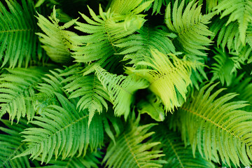 green fern leaves petals background. Vibrant green foliage.