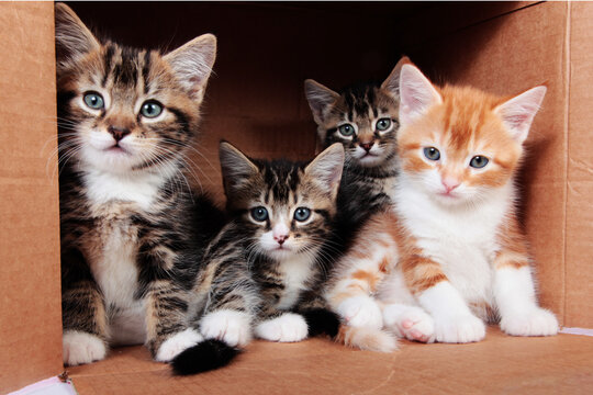 Tabby kittens in a cardboard box