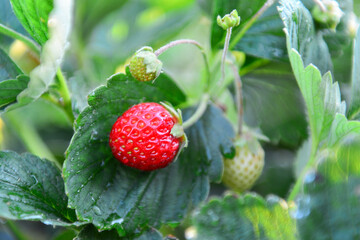 Strawberries in the garden in the midst of the season
