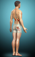 Fototapeta premium 3d rendered, medically accurate illustration of the kidneys