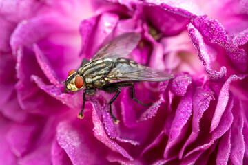  Fly is Sitting on a Flower Outside