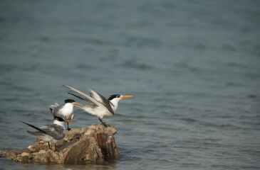 Greater Crested Terns perched on a rock at Busaiteen beach, Bahrain