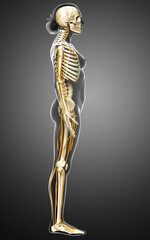 3d rendered medically accurate illustration ofa female nervous system and skeleton system