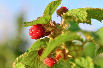 Raspberries in the garden in the midst of the season