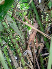 Salak tree (also known Salacca zalacca and snake fruit) with a natural background