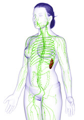 3d rendered medically accurate illustration of a female lymphatic system