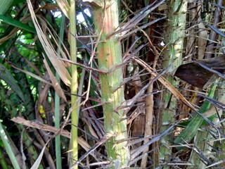 Salak tree (also known Salacca zalacca and snake fruit) with a natural background