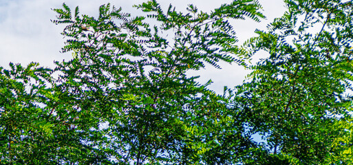 Uccelli sopra l'acacia un giornato d'estate