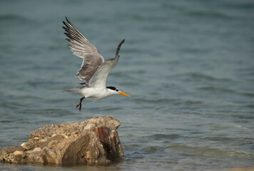 Greater Crested Tern flying, Busaiteen beach, Bahrain