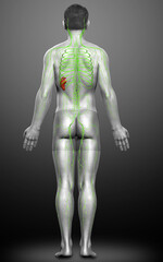 3d rendered medically accurate illustration of a male lymphatic system