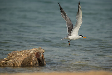Greater Crested Tern takeoff