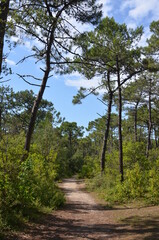 Fototapeta premium Bois des élous, île de Noirmoutier, Vendée, France
