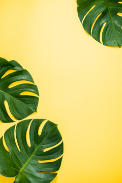 Beautiful Tropical Palm Monstera Leaves Branch Isolated On Pastel Yellow Background, Top View, Flat Lay, Overhead Above Summer Beauty Blank Design Concept.