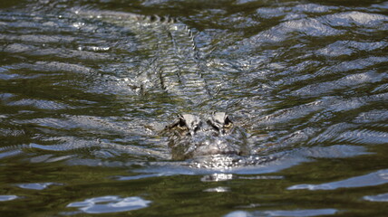 Alligator in its normal habits