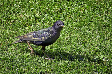 Star ( Sturnus vulgaris ).