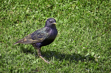 Star ( Sturnus vulgaris ).