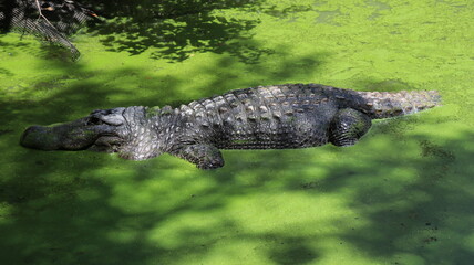 Alligator in its normal habits
