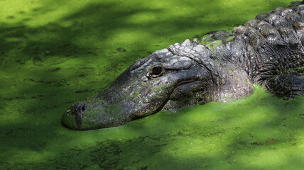 Alligator in its normal habits