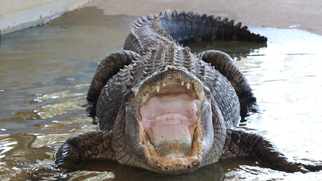 Alligator in its normal habits