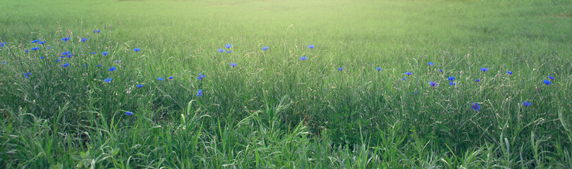 Summer landscape with wild cornflowers in summer day.