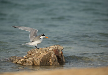 Greater Crested Tern landing on a rock