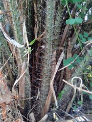Salak tree (also known Salacca zalacca and snake fruit) with a natural background