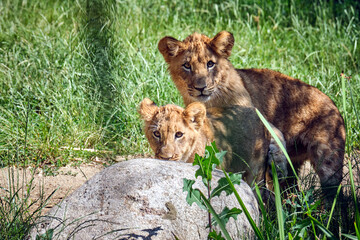 Löwe ( Panthera leo )