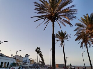 Beach walk palm trees and people 