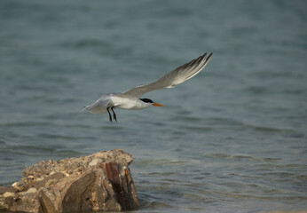 Greater Crested Tern flying, Bahrain