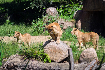 Löwe ( Panthera leo )