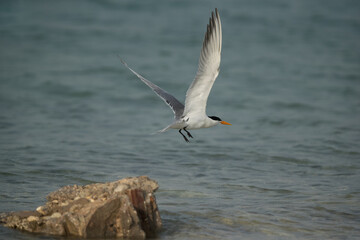 Greater Crested Tern flying