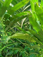 Obraz premium Salak tree (also known Salacca zalacca and snake fruit) with a natural background
