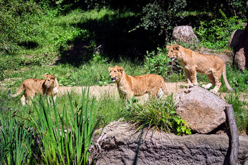 Löwe ( Panthera leo )