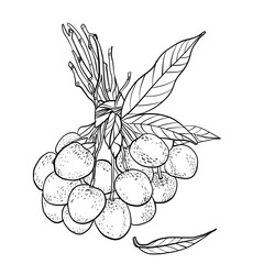 Lychee Tropical Summer Fruits Drawings with isolated white background