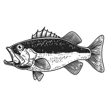 Illustration of bass fish in engraving style. Design element for logo, label, sign, poster, t shirt.