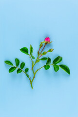Unblown pink rose bud on a blue background