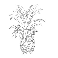 single whole pineapple tropical summer Fruits Drawings with isolated white background