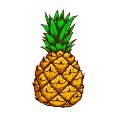 Illustration of pineapple in engraving style. Design element for logo, label, emblem, sign, badge.