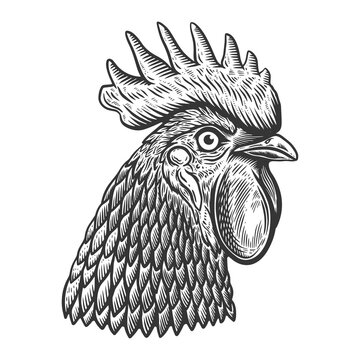 Illustration of rooster head in engraving style. Design element for logo, label, sign, poster, t shirt.